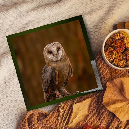 Barn owl portrait.