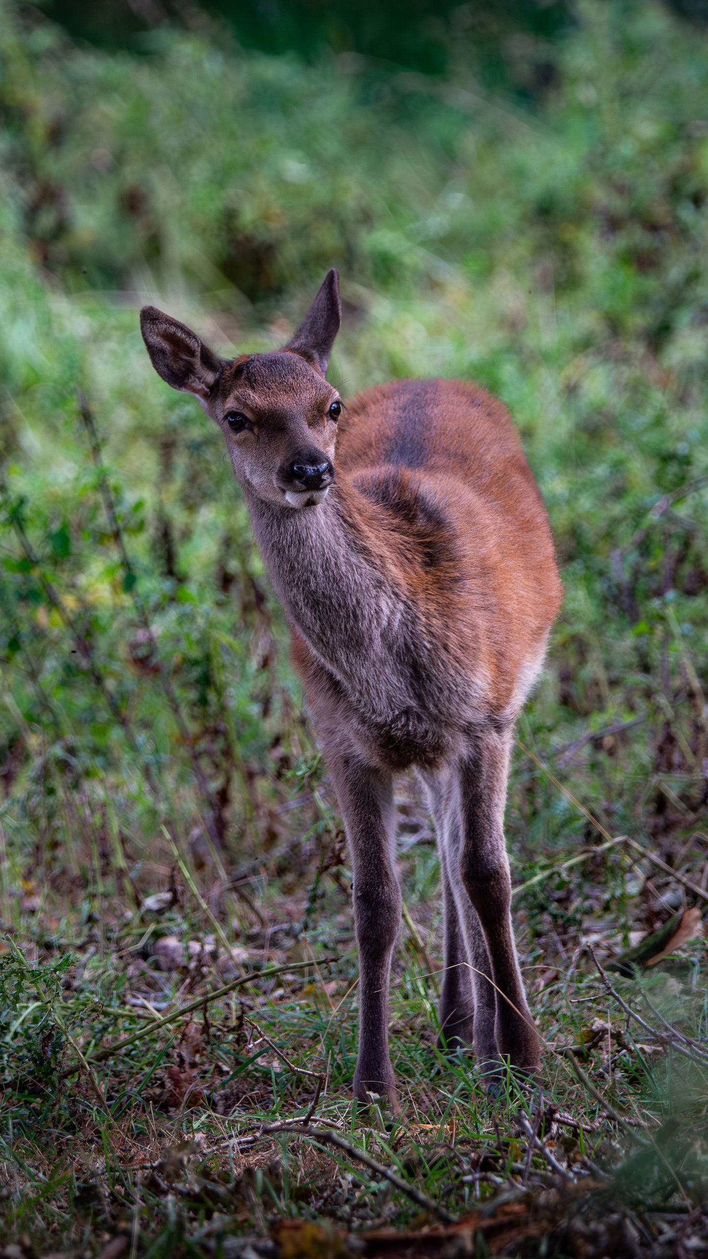 Red deer calf (2) - FREE Digital Download / I phone / Android - Screensaver.