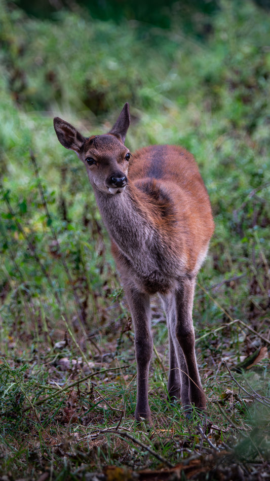 Red deer calf (2) - FREE Digital Download / I phone / Android - Screensaver.