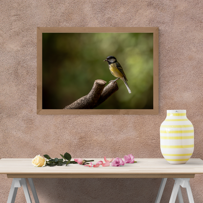 Great Tit – Wildlife Photography Print
