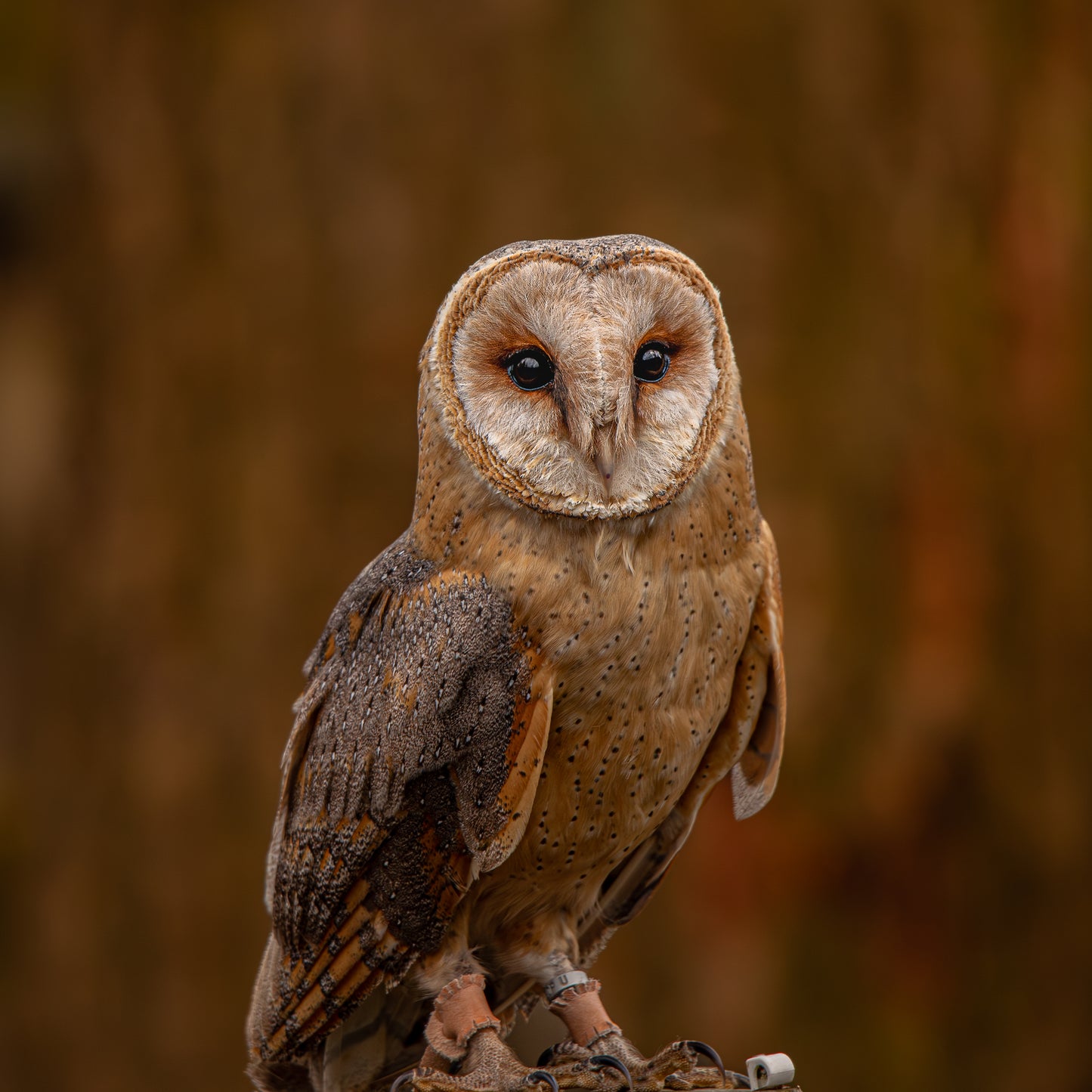 Barn owl portrait.