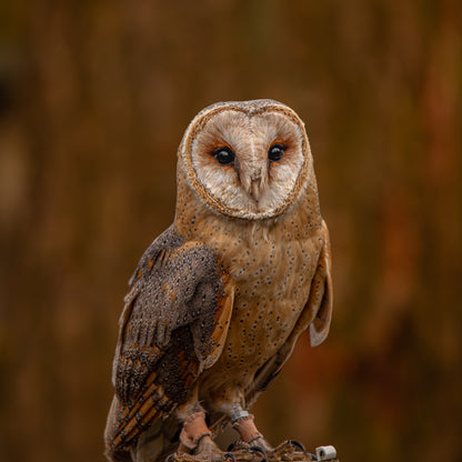 Barn owl portrait.