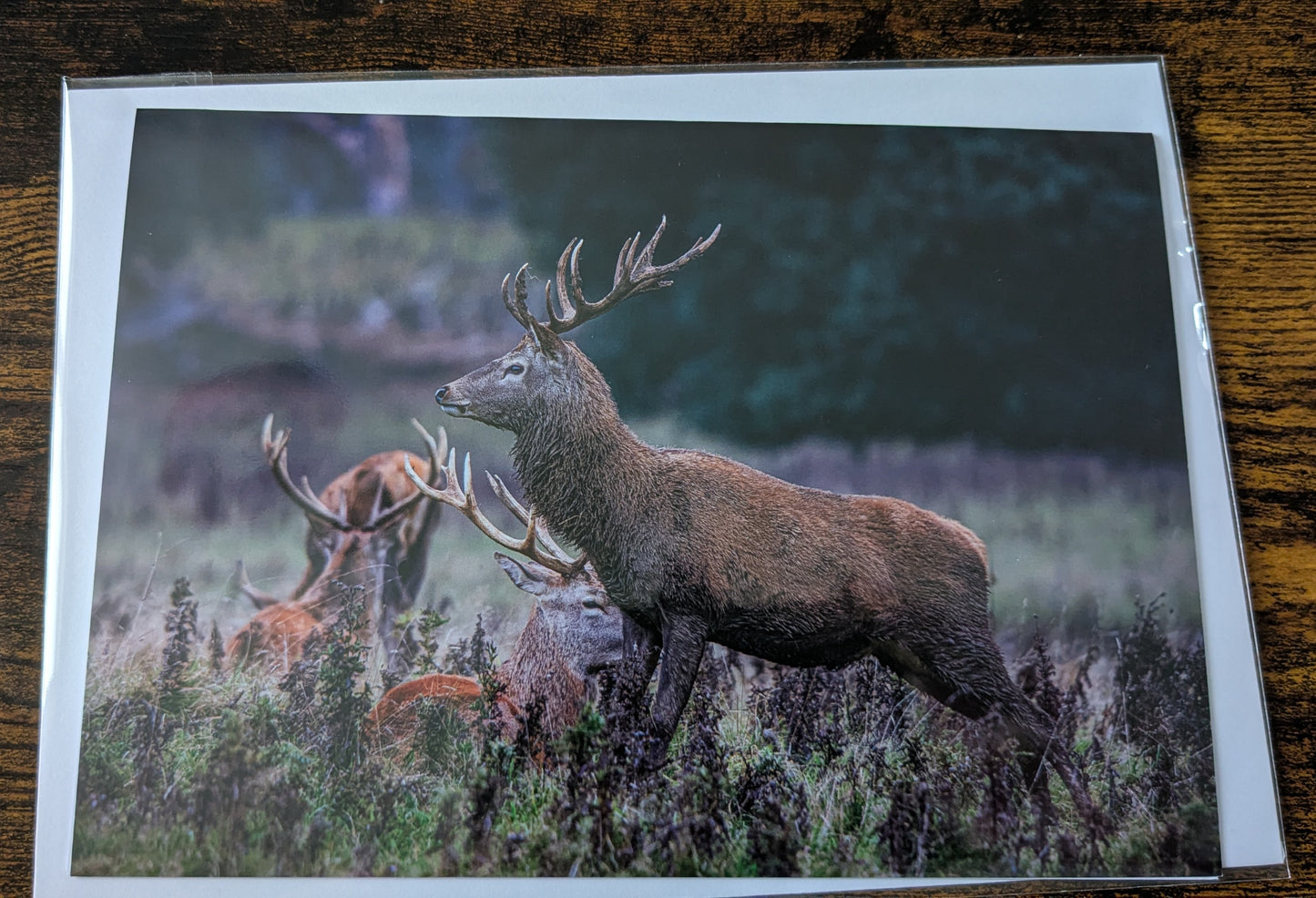 Stag,wildlife Greeting card.