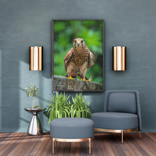 Beautiful Common Kestrel print.