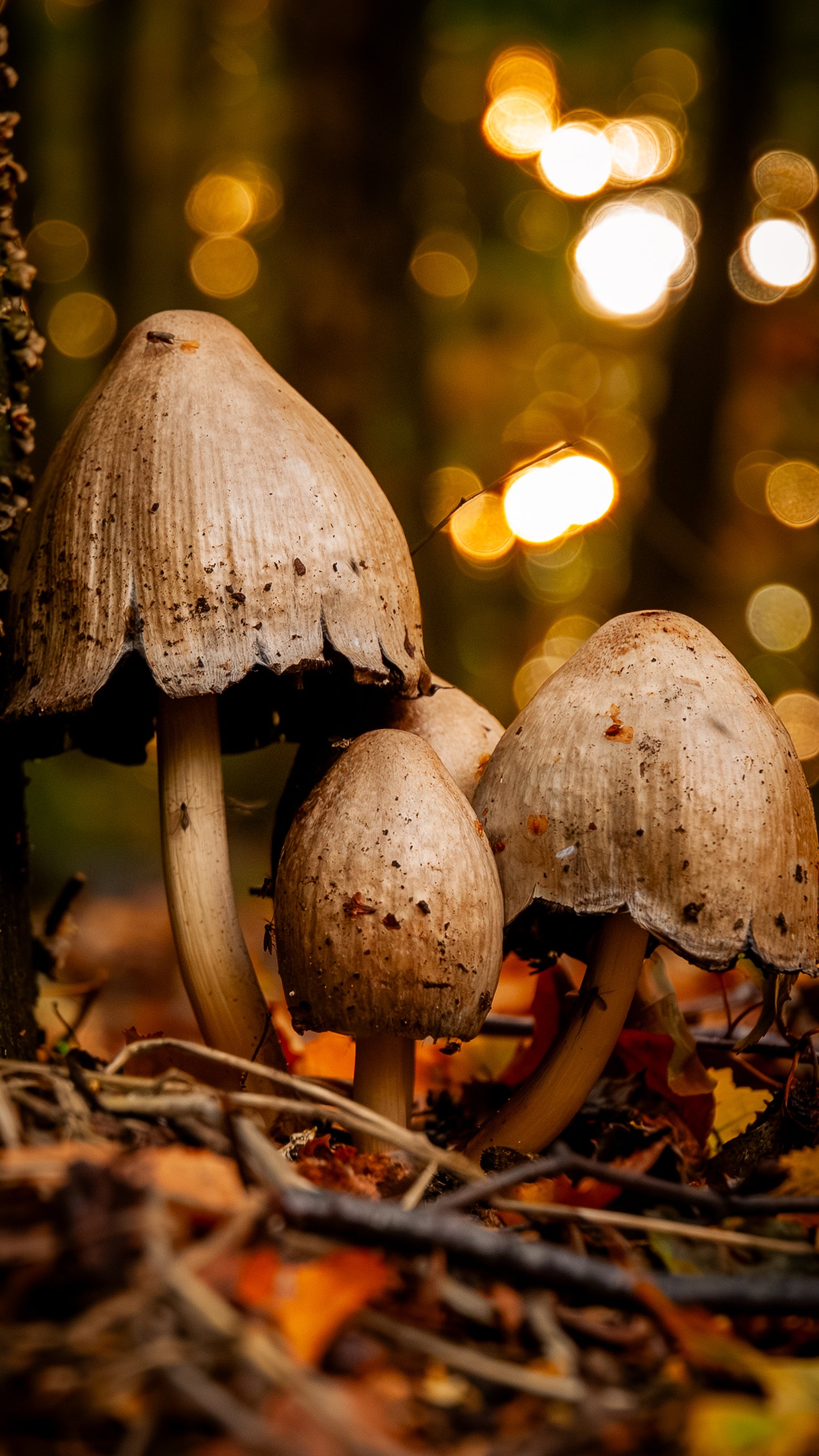 Mushroom - FREE Digital Download / I phone / Android - Screensaver.