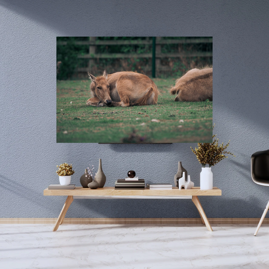 Majestic David’s Deer Wildlife Photography Print.