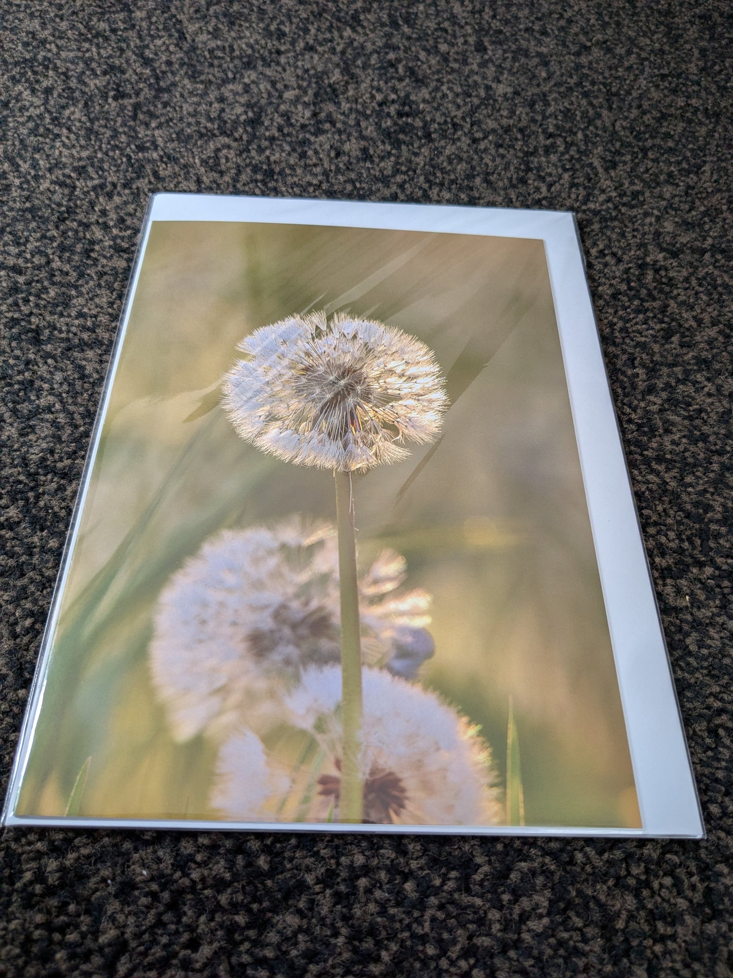 The dandelion clock/Nature and wildlife Magic – A5 Blank Greeting Card