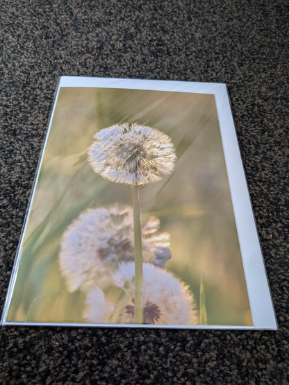 The dandelion clock/Nature and wildlife Magic – A5 Blank Greeting Card