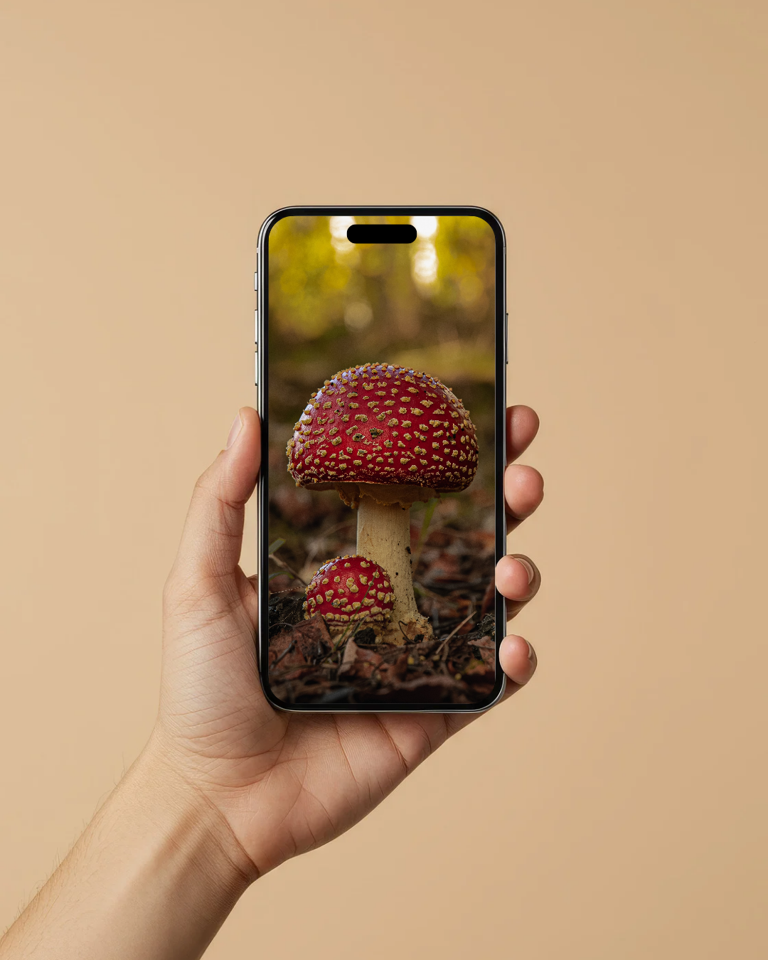 Fly Argaric mushroom - Digital Download / I phone / Android - Screensaver.