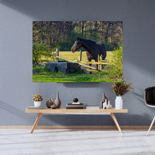 Curious Horse Over the Fence – Equine Wall Art Print