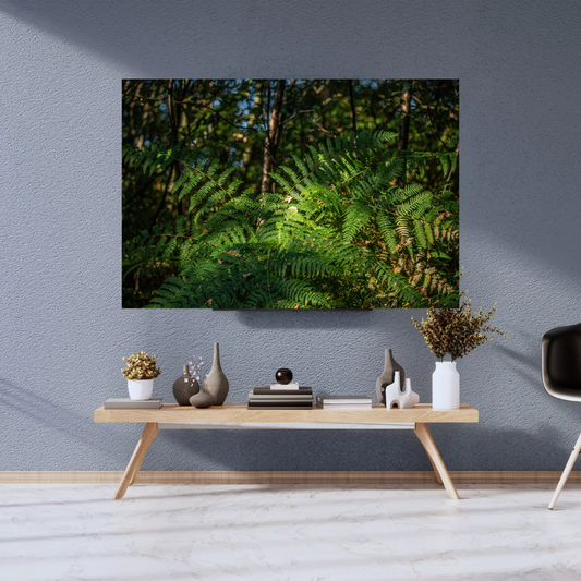 Tranquil Green Woodland Path fern – Nature Photography for Calm and Mindfulness.