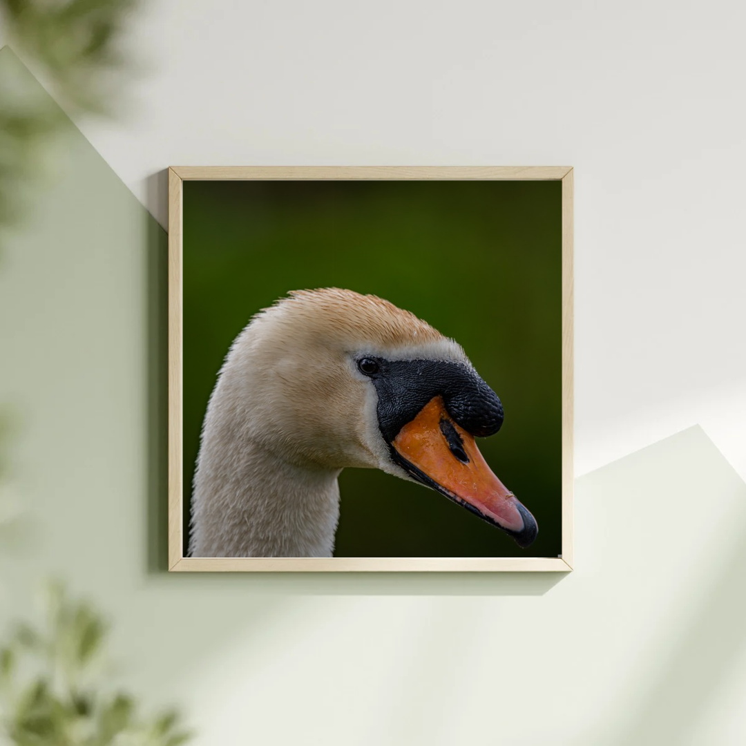 Swan portrait