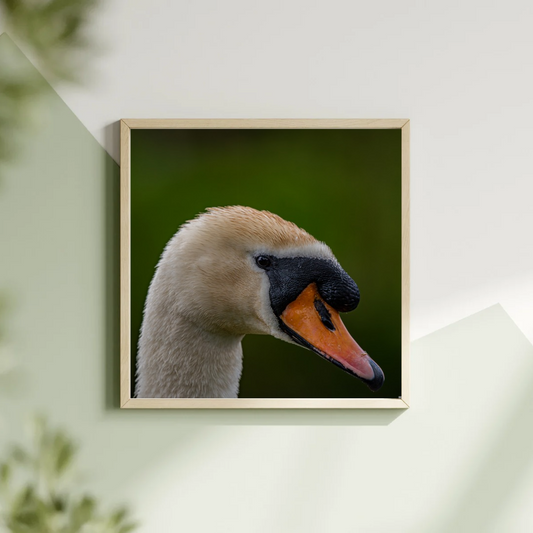 Swan portrait