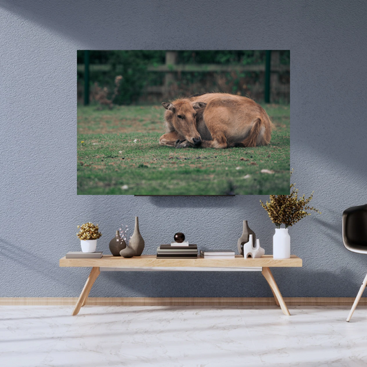 Majestic David’s Deer Wildlife Photography Print.