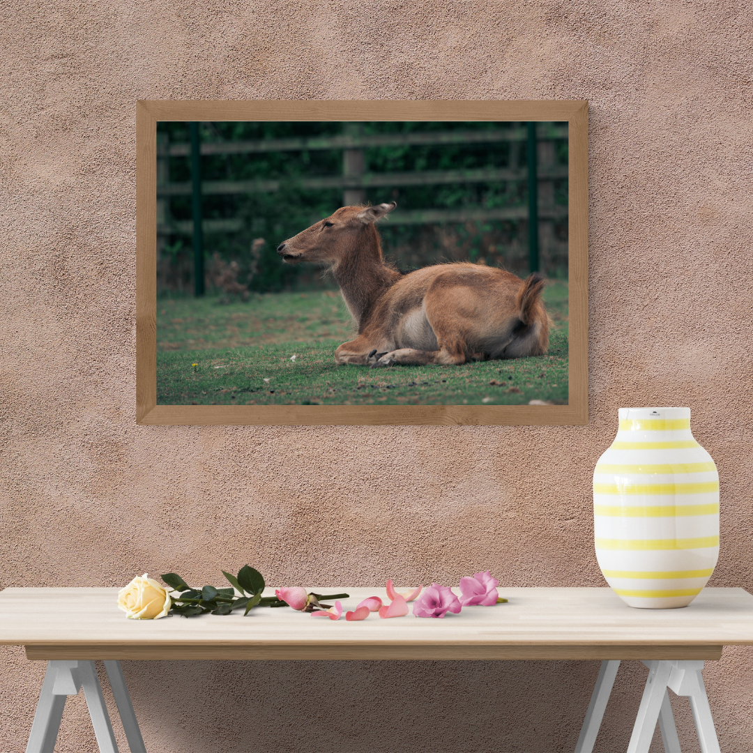 Majestic David’s Deer Wildlife Photography Print.