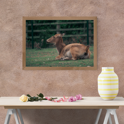 Majestic David’s Deer Wildlife Photography Print.