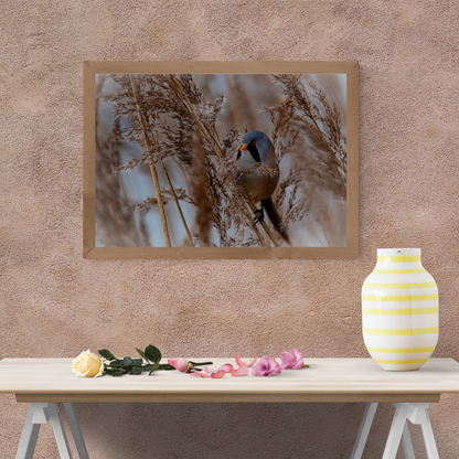 Colourful Male Bearded Tit Amongst the Reeds – Wildlife Photography Print