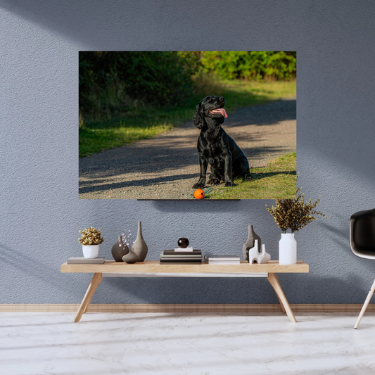 Springer Spaniel Wall Art Print – Dog Photography for Home Décor