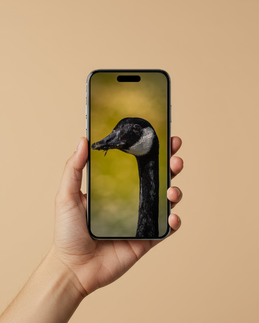 Goose - FREE Digital Download / I phone / Android - Screensaver.
