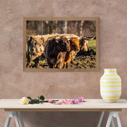 Three Highland Cattle Rustic print.