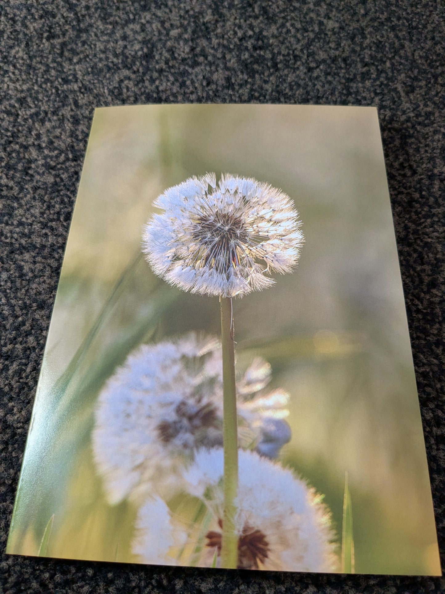 The dandelion clock/Nature and wildlife Magic – A5 Blank Greeting Card