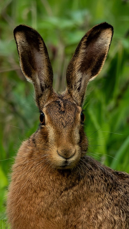 Brown Hare - Digital Download / I phone / Android - Screensaver.
