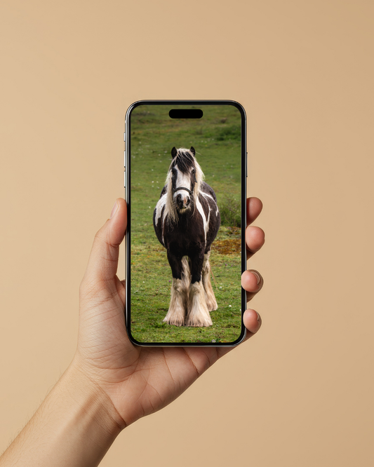 Gypsy cob - FREE Digital Download / I phone / Android - Screensaver.
