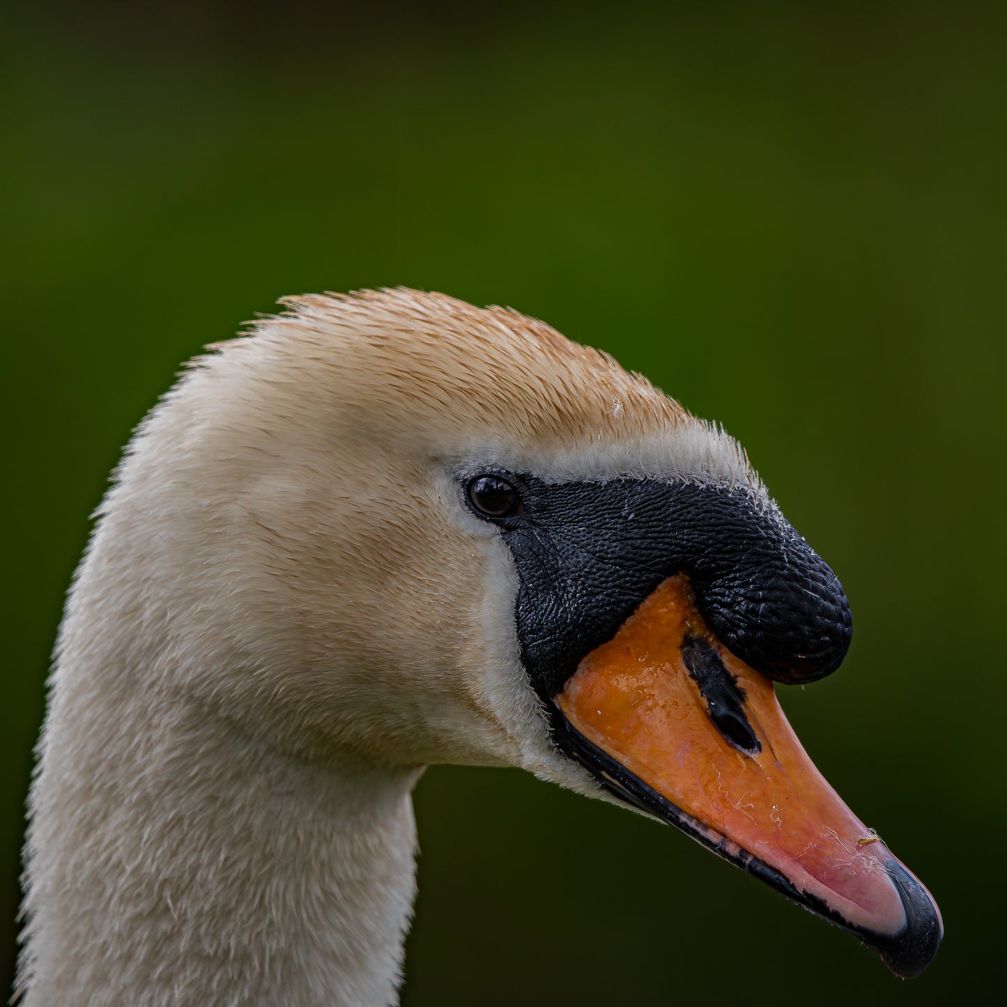 Swan portrait