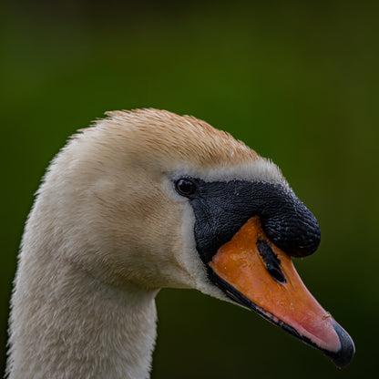 Swan portrait