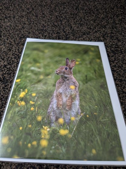 Buttercup bunny – A5 Blank Greeting Card