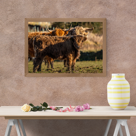 Three Highland Cattle Rustic print.