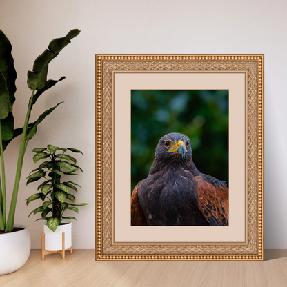 Majestic Harris Hawk – Wildlife Photography Print