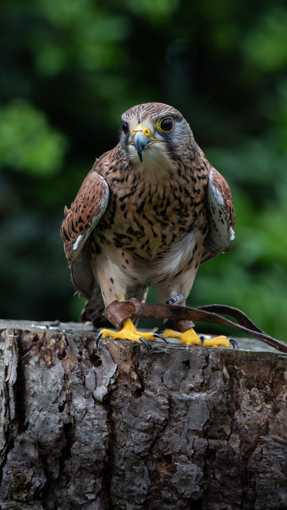 Kestrel - FREE Digital Download / I phone / Android - Screensaver.