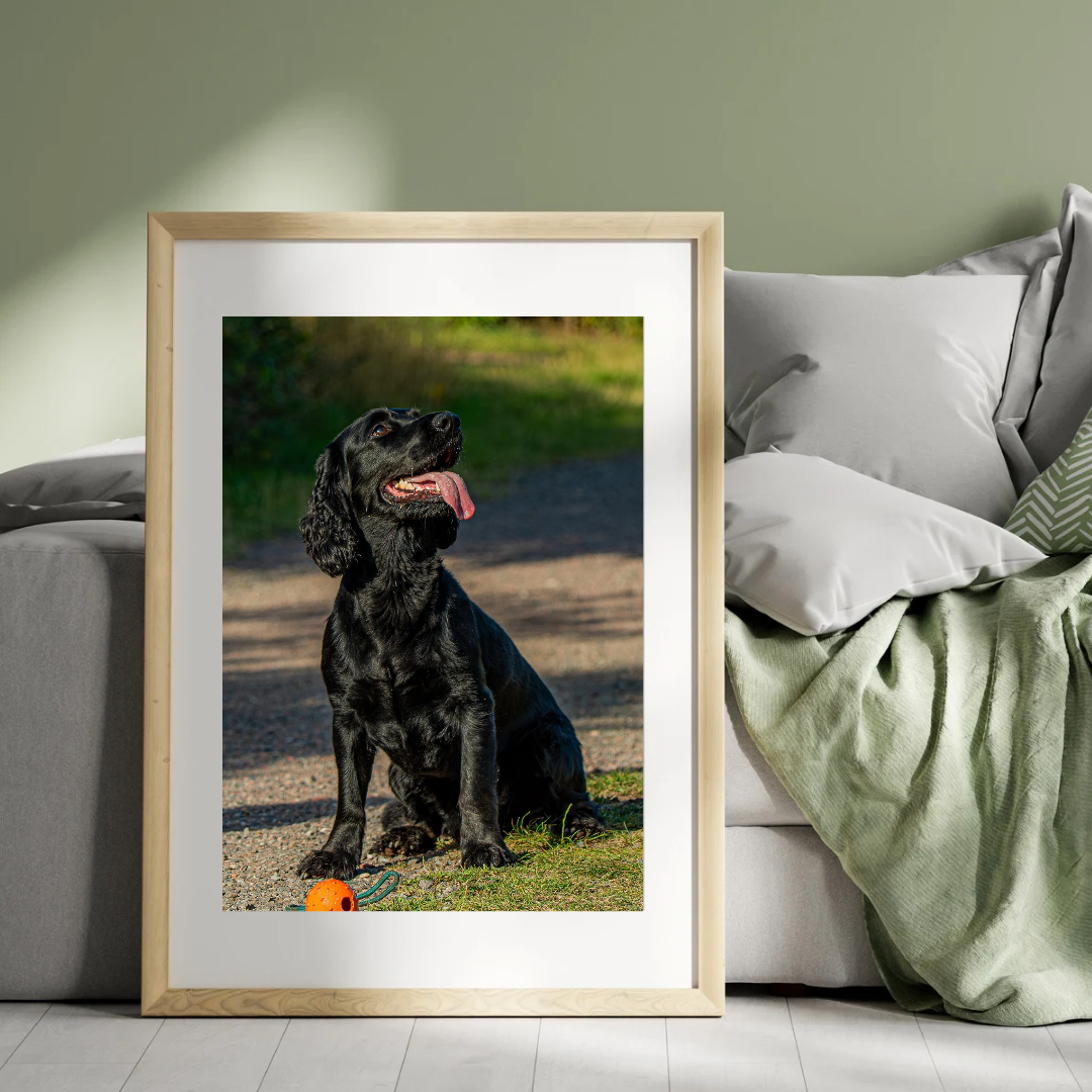 Springer Spaniel Wall Art Print – Dog Photography for Home Décor
