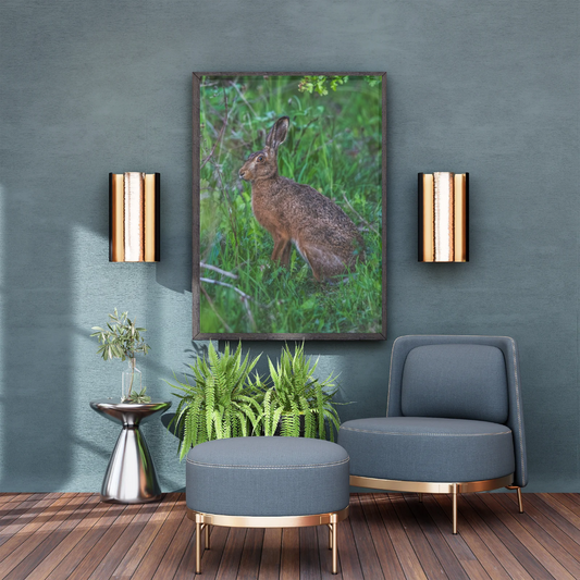 Wild Brown Hare (portrait).