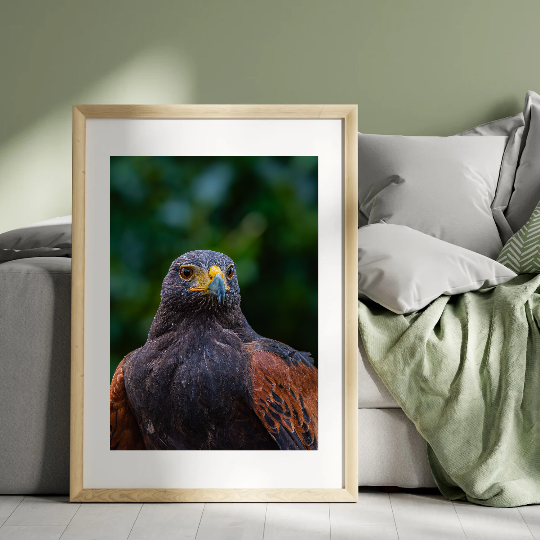 Majestic Harris Hawk – Wildlife Photography Print