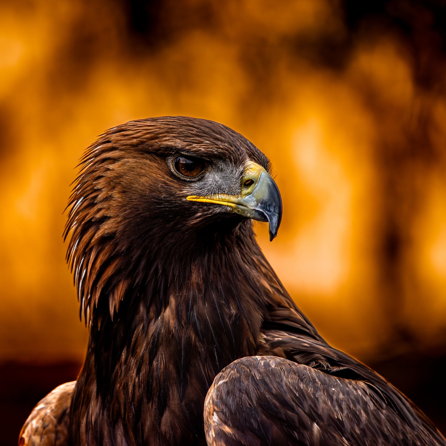 Eagle portrait.