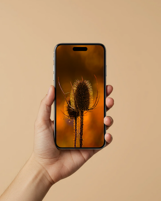 Winter sun Thistle - FREE Digital Download / I phone / Android - Screensaver.