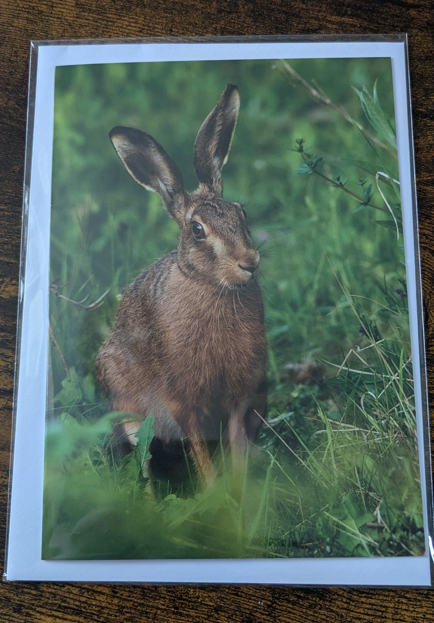 Brown Hare, Greeting card.