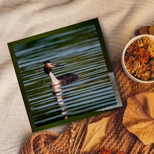 Crested Grebe portrait.