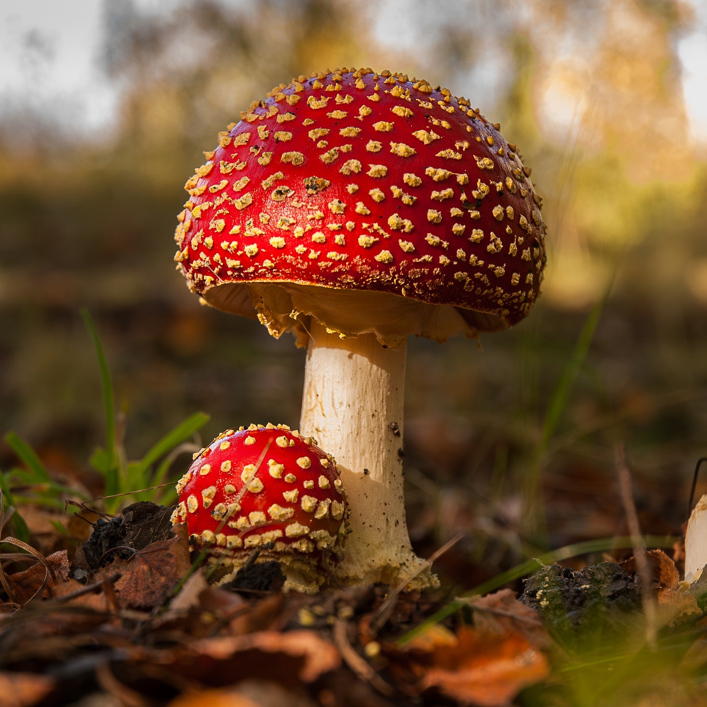 Fly Agaric Mushroom portrait.