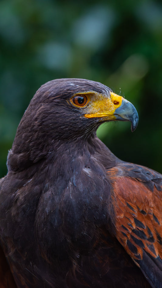 Harris Hawk - FREE Digital Download / I phone / Android - Screensaver.