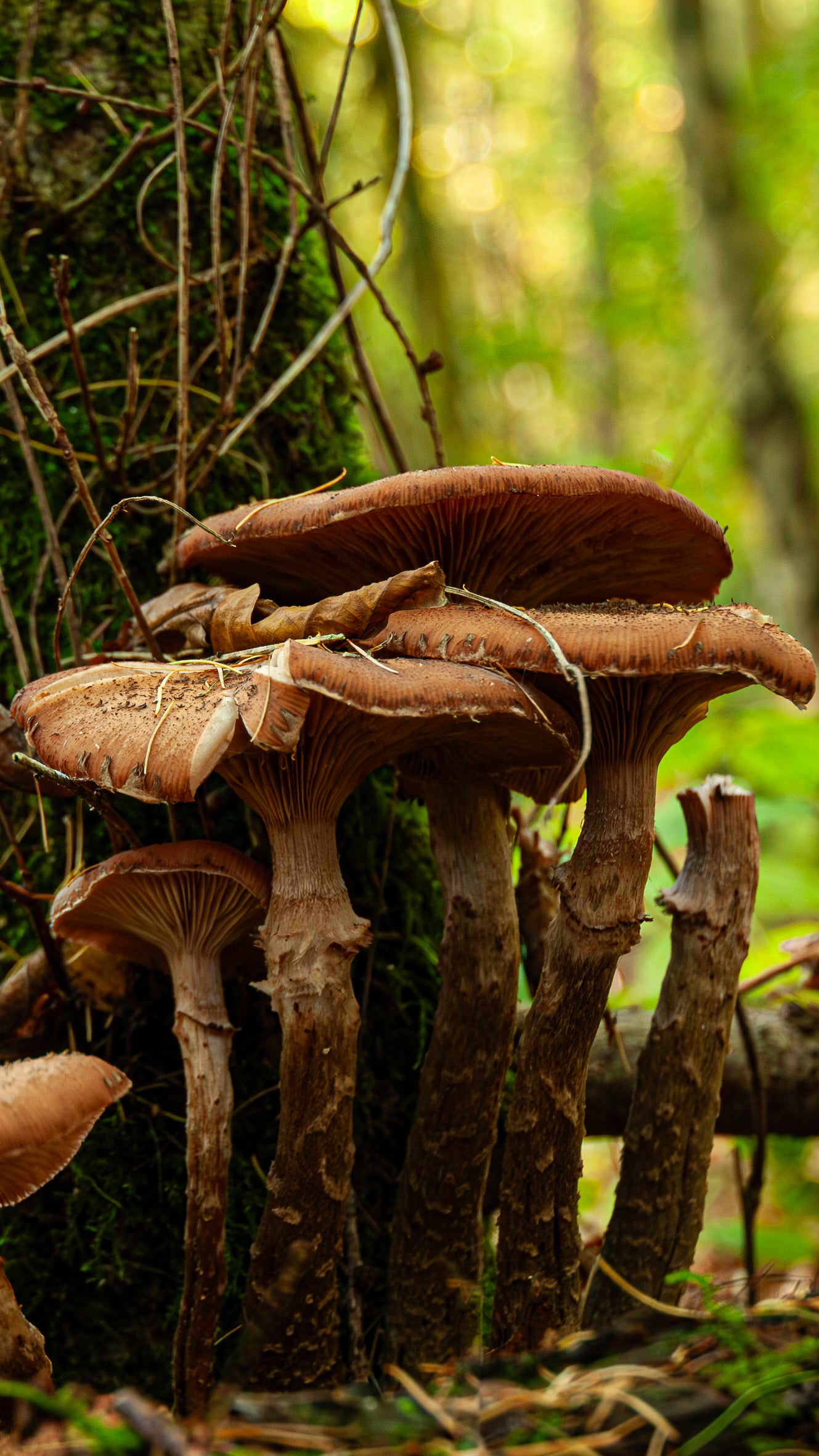 Mushroom - FREE Digital Download / I phone / Android - Screensaver.