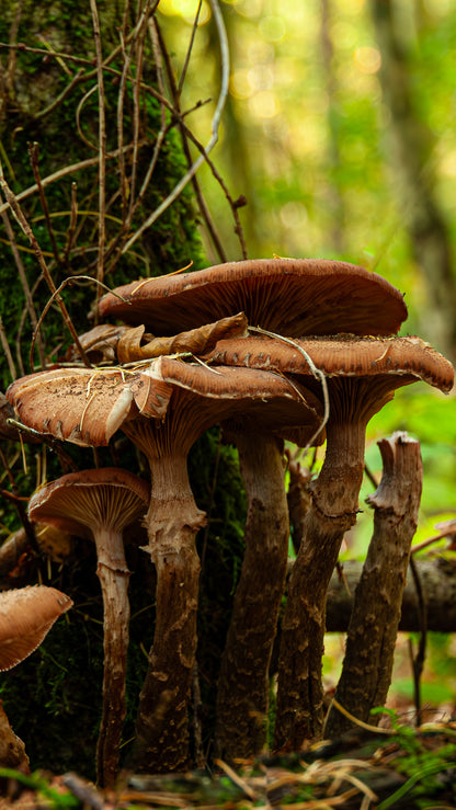 Mushroom - FREE Digital Download / I phone / Android - Screensaver.