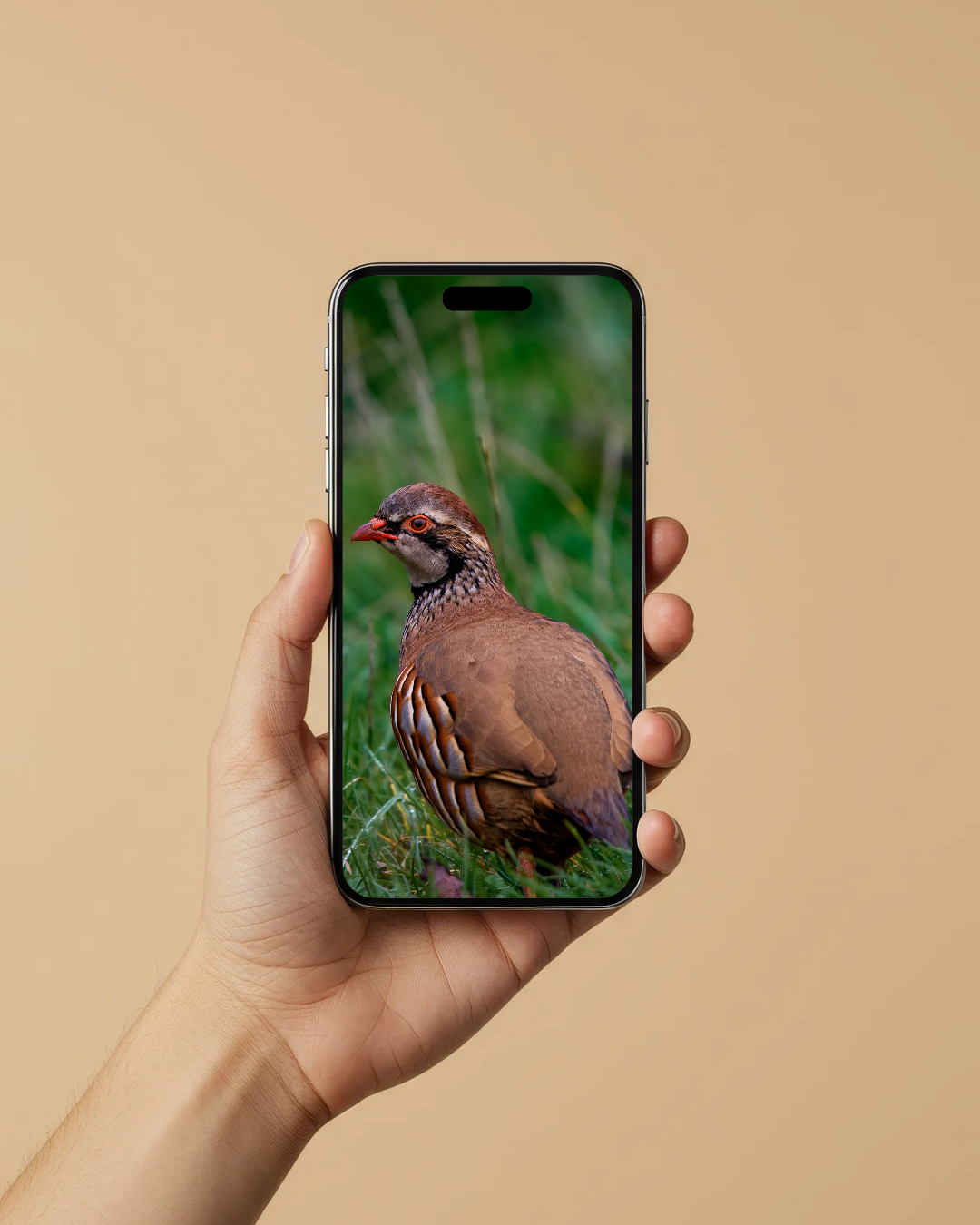 Colourful partridge - Digital Download / I phone / Android - Screensaver.