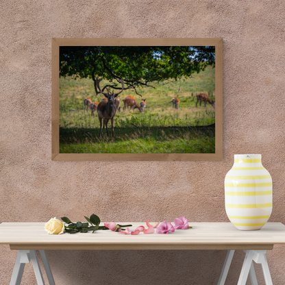 The Watchful Stag – Woodland Deer Photography Print