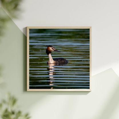 Crested Grebe portrait.