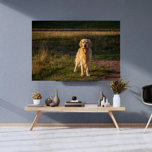 Striking Golden Retriever Wall Art Print – Dog Lovers Home Décor