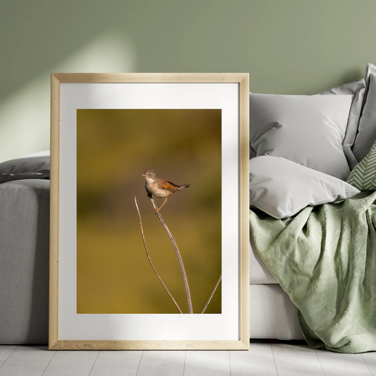 Striking White throat in Golden Morning Mist – Nature Print
(Portrait)