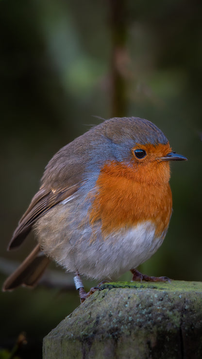 Robin Redbreast - FREE Digital Download / I phone / Android - Screensaver.
